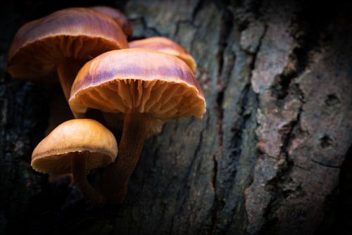 Gewoon Fluweelpootje van Marcel van Kan