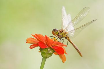 Brick red Heidelibel on flower by Jeroen Stel