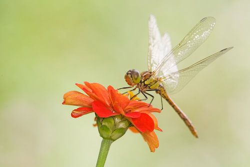 Steenrode Heidelibel op bloem