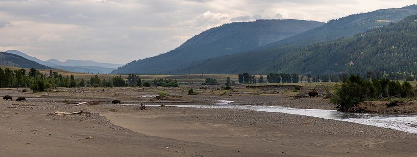 Bison dans la vallée de Lamar, parc national de Yellowstone, États-Unis par Jeroen van Deel