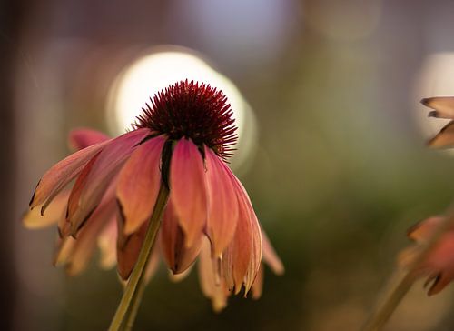 golden echinacea