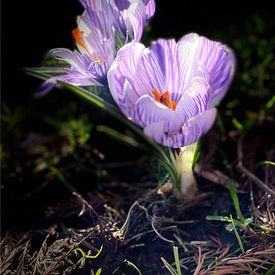 Fleurs printanières sur Marianna Pobedimova