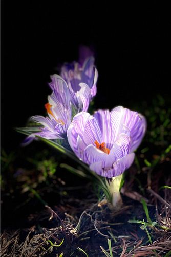 Spring flowers van Marianna Pobedimova