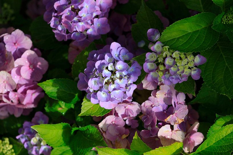 Hydrangeas by Thomas Jäger