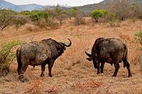 Kaffir buffet at Bayala Private Safari in Hluhluwe South Africa