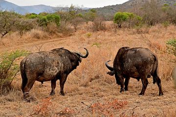 Kafferbuffel bij Bayala private Safari in Hluhluwe Zuid Afrika van Truus Hagen