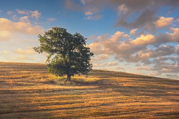 Eenzame boom bij zonsondergang. Volterra, Toscane, Italië. van Stefano Orazzini