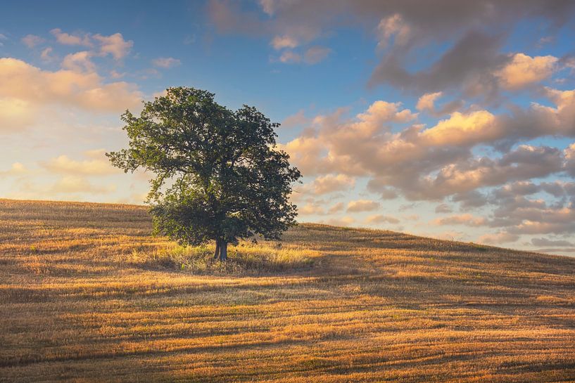 Eenzame boom bij zonsondergang. Volterra, Toscane, Italië. van Stefano Orazzini