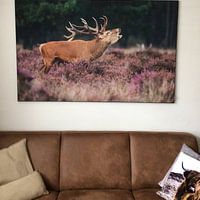 Klantfoto: Edelhert van Menno Schaefer, als artframe