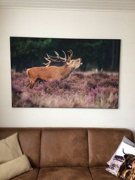 Klantfoto: Edelhert van Menno Schaefer
