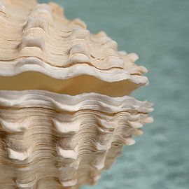 Un carré de coquillage sur Marjolijn van den Berg