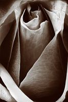 Closeup van een roze roos in sepia