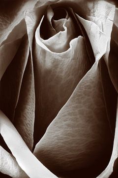 Closeup of a rose in sepia by Youri Mahieu