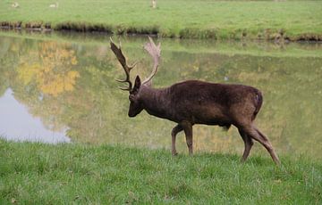 Male fallow deer at water's edge