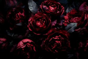 Opulente, stimmungsvolle Blumen in Dunkel Burgund Barock Rosen 1 von Floral Abstractions
