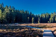 Herfstwandeling op de hoogten van het Thüringer Wald van Oliver Hlavaty thumbnail