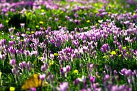 Crocus