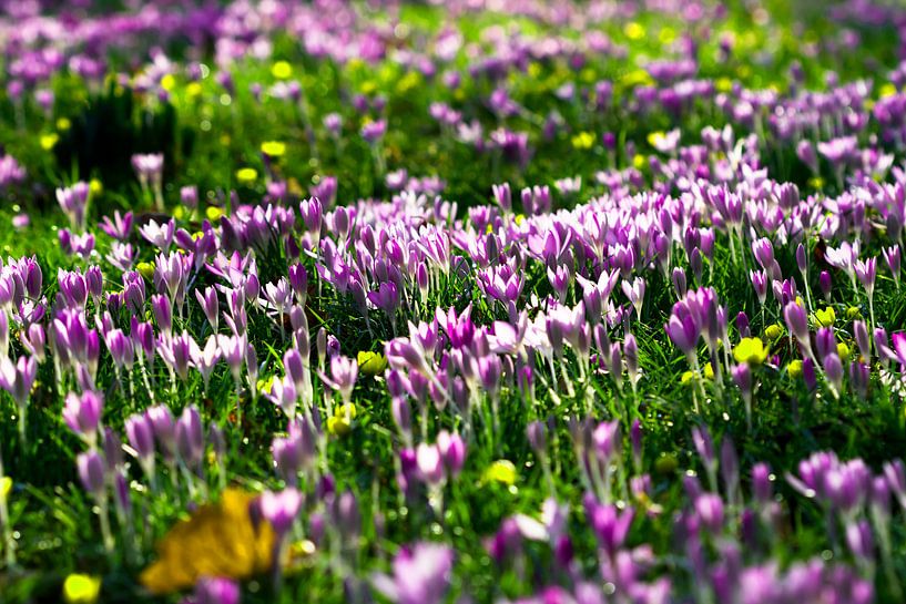 Crocus by Martina Weidner