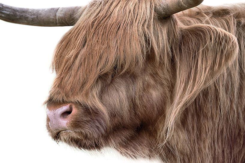 Scottish Highlander by Karel Ton