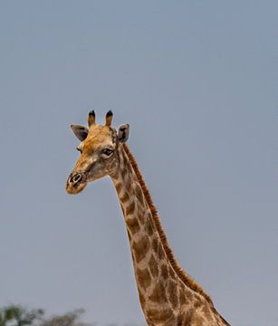 Afrikaanse giraffe in Namibië, Afrika van Patrick Groß
