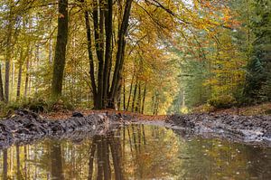Speulderbos Teil 2