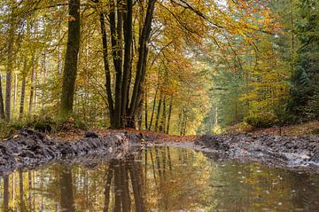 Speulderbos part 2 van Tania Perneel