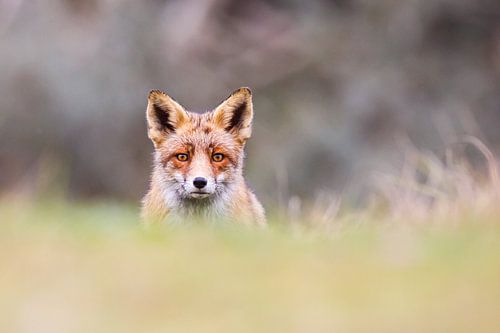 Red Fox