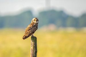 Steinkauz, Asio flammeus. Raubvogel.