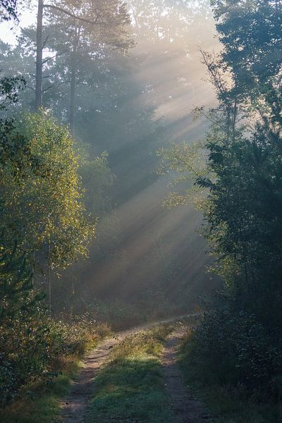 Nebliger Morgen in der Veluwe von san sober