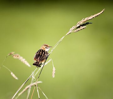 Lark sur Jeroen Mikkers