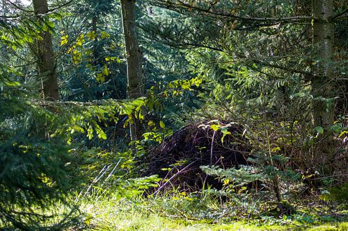 In het bos; tegenlicht