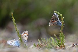 Heather and Blue by A. Bles