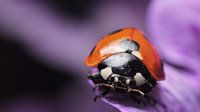 lieveheersbeestje op bloem macro