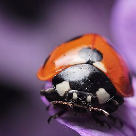 lady bug on a flower macro by Mark Verhagen