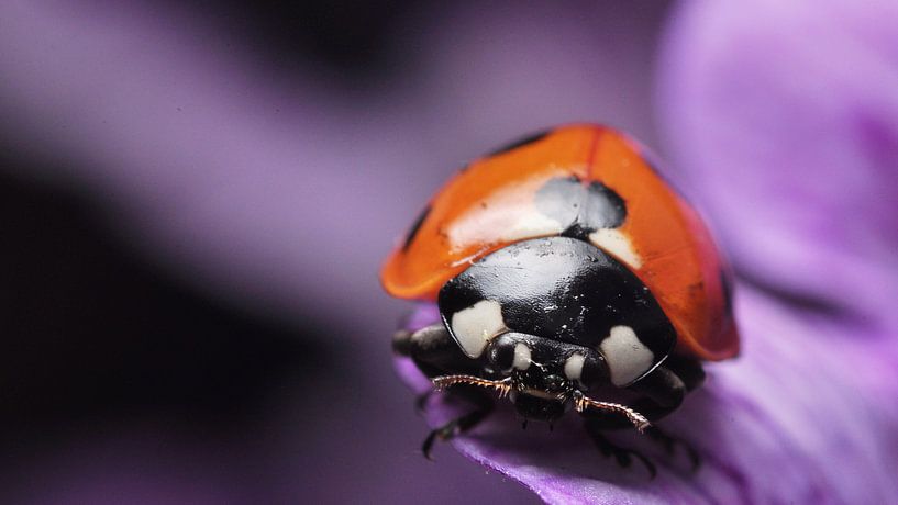 lady bug on a flower macro by Mark Verhagen