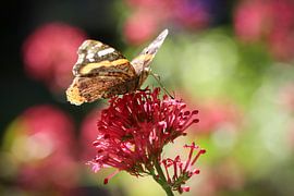 Atalanta by Johanna Oud