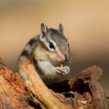 Siberian squirrel by JorDieFotografie