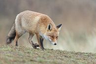 Red fox par Menno Schaefer Aperçu