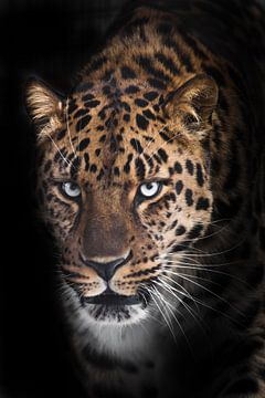 Ernstige snuit van een luipaard half gedraaid kijkt naar je close-up vanuit de nacht duisternis, zwa van Michael Semenov