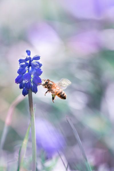 Grapevines with bee 1 by Patricia van Kuik