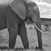 Eléphant d'Afrique en gros plan en noir et blanc sur My Footprints