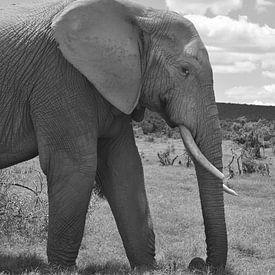 Close up Afrikaanse olifant in Zwart wit van My Footprints