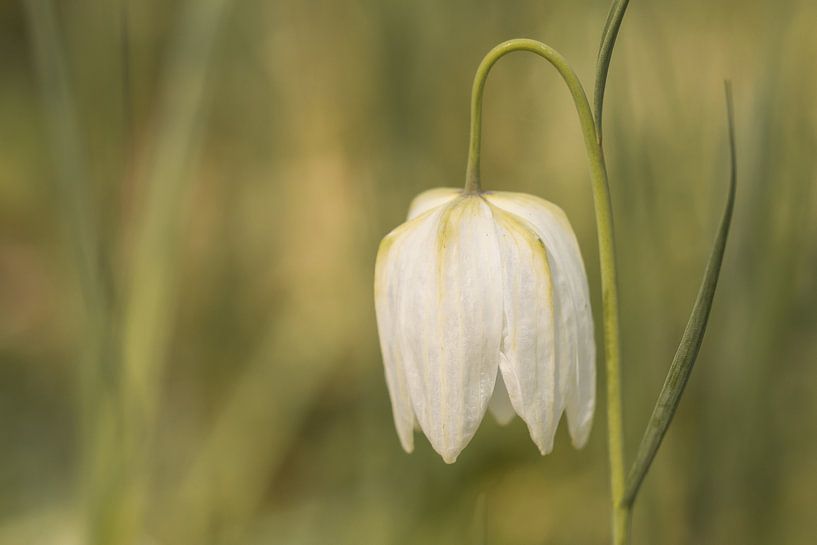 White Flower by Jantien van Dam