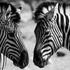 Zebra's Naibia von Peter Relyveld