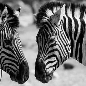 Zebra's Naibia von Peter Relyveld