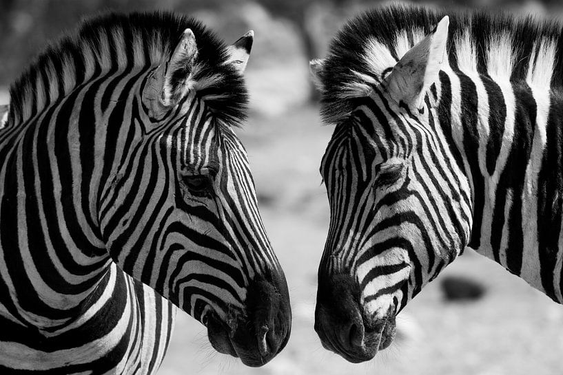 Zebra's Naibia par Peter Relyveld