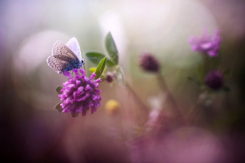 Just be you by Bob Daalder