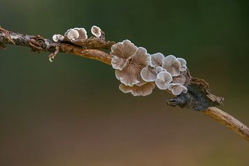 Earwigs by Liliane Jaspers