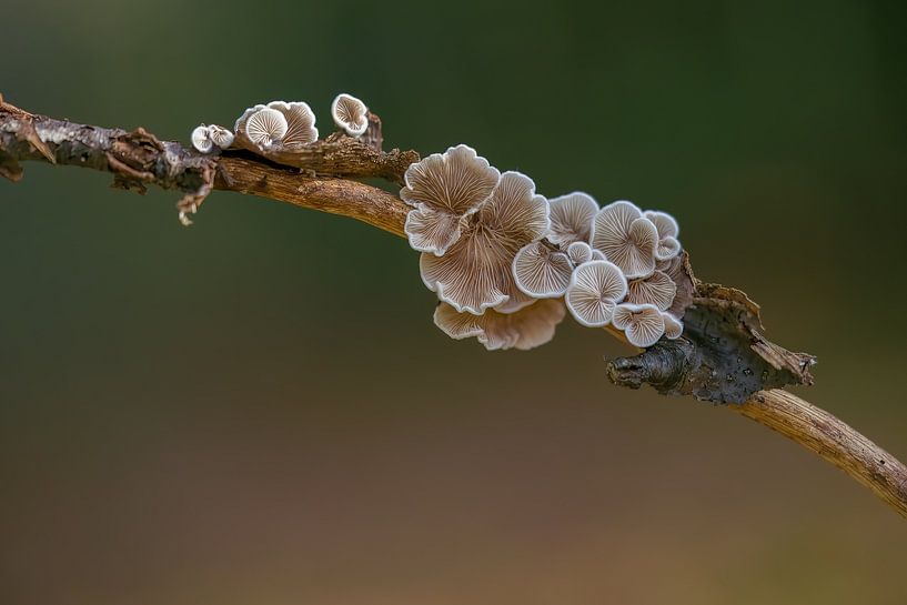 Earwigs by Liliane Jaspers