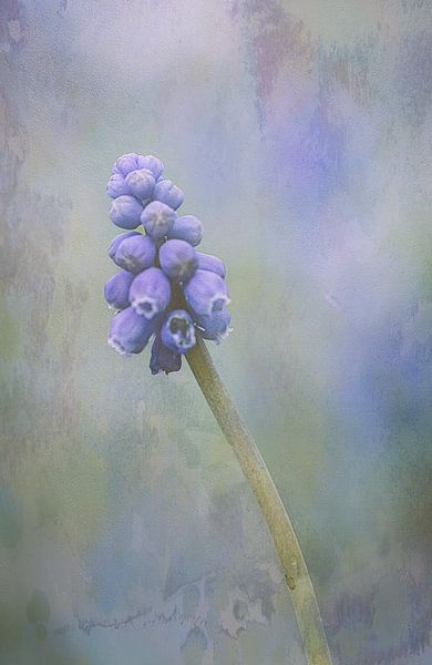 Blue grape with watercolor relief. by natascha verbij